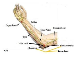 anatomy-of-ulnar-nerve-ulnar-nerve-anatomy-9-638